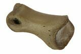 Small Theropod Toe Bone - Hell Creek Formation, Montana #97388-2